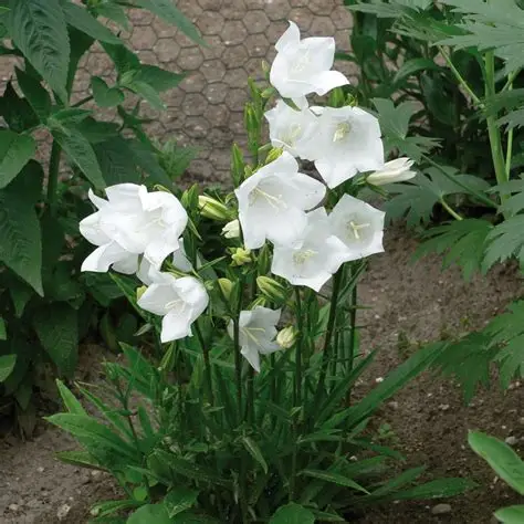 campanula-persicifolia-alba-dzwonek-brzoskwiniolistny-biały-3.jpg