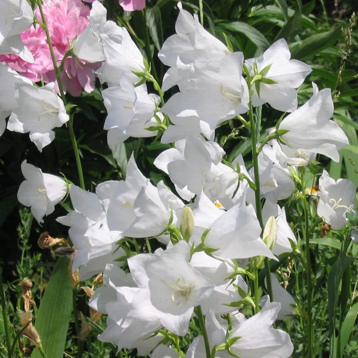 campanula-persicifolia-alba-dzwonek-brzoskwiniolistny-biały-2.jpg