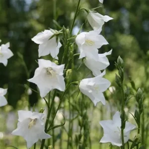 campanula-persicifolia-alba-dzwonek-brzoskwiniolistny-biały-1.jpg