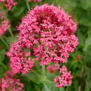 Ostrogowiec-centranthus-ruber-coccineus-5.jpg