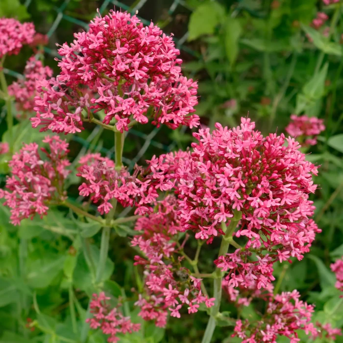 Ostrogowiec-centranthus-ruber-coccineus-4.jpg