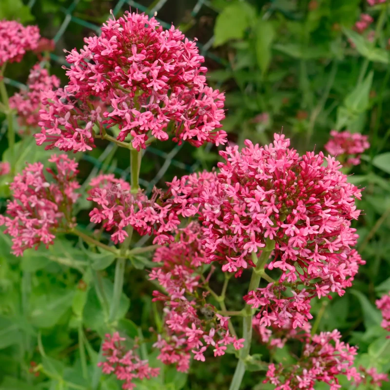 Ostrogowiec-centranthus-ruber-coccineus-4.jpg
