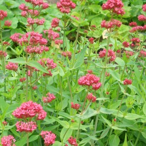 Ostrogowiec-centranthus-ruber-coccineus-3.jpg