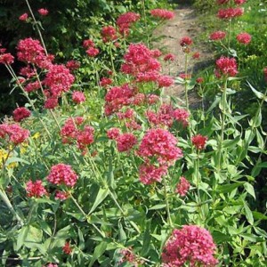 Ostrogowiec-centranthus-ruber-coccineus-2.jpg