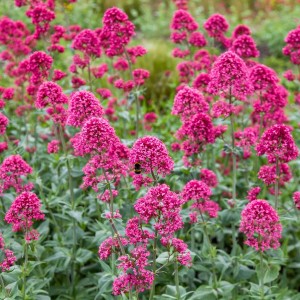Ostrogowiec-centranthus-ruber-coccineus-1.jpg