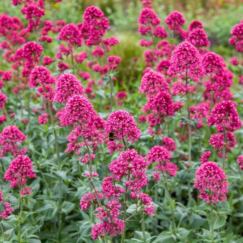 Ostrogowiec-centranthus-ruber-coccineus-1.jpg