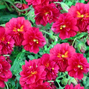 helianthemum-cerise-queen-posłonek-4.jpg