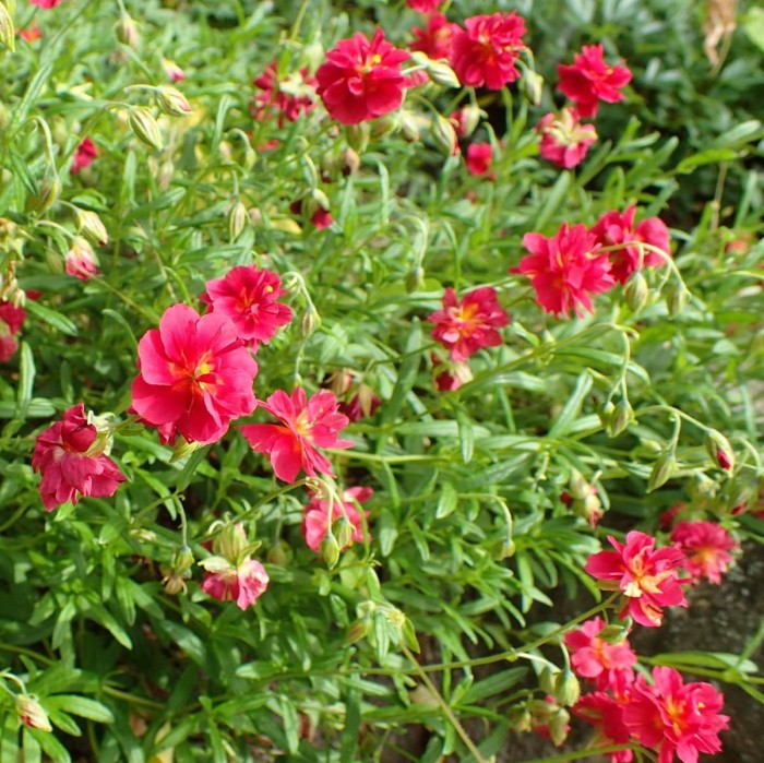helianthemum-cerise-queen-posłonek-3.jpg