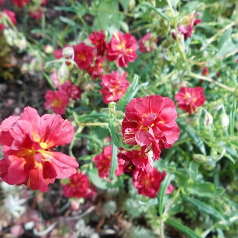 helianthemum-cerise-queen-posłonek-2.jpg