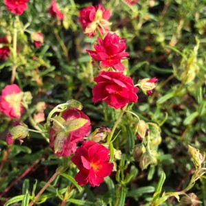 helianthemum-cerise-queen-posłonek-1.jpg