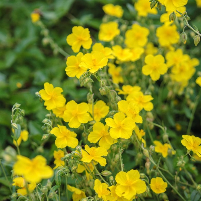 helianthemum-GOLDEN-QUEEN-POSŁONEK-4.jpg