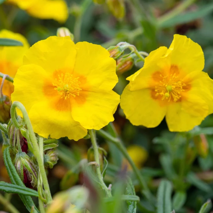 helianthemum-GOLDEN-QUEEN-POSŁONEK-3.jpg