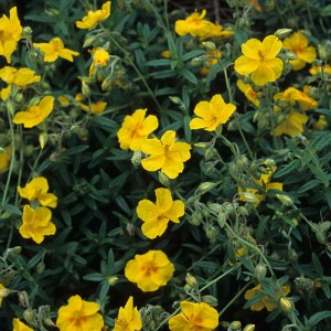 helianthemum-GOLDEN-QUEEN-POSŁONEK-2.jpg