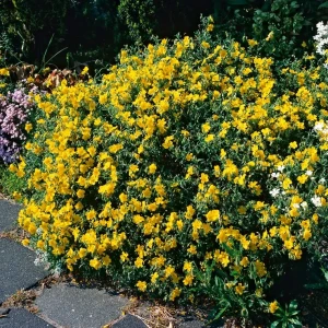 helianthemum-GOLDEN-QUEEN-POSŁONEK-1.jpg