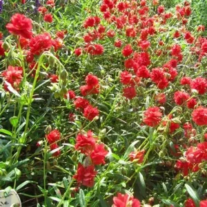 helianthemum-amabile-plenum-posłonek-4.jpg