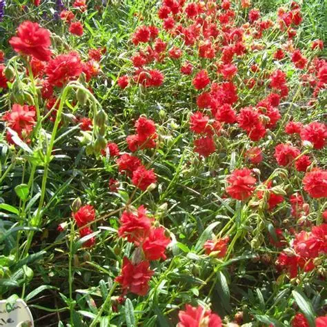 helianthemum-amabile-plenum-posłonek-4.jpg