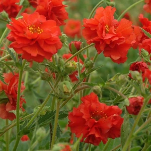 helianthemum-amabile-plenum-posłonek-3.jpg