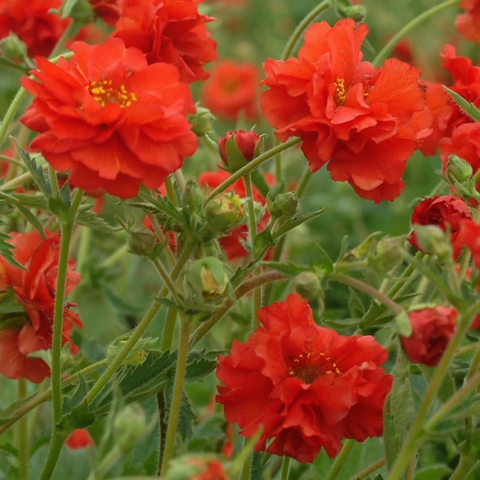 helianthemum-amabile-plenum-posłonek-3.jpg