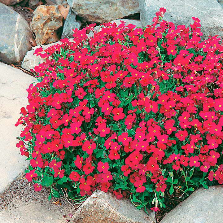 helianthemum-amabile-plenum-posłonek-2.jpg