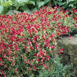 helianthemum-amabile-plenum-posłonek-1.jpg
