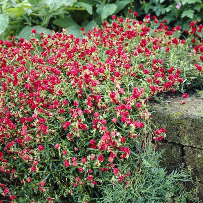 helianthemum-amabile-plenum-posłonek-1.jpg