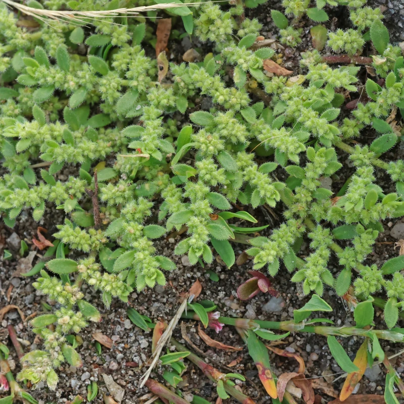 Herniaria-glabra-Połonicznik-5.jpg