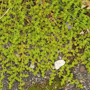 Herniaria-glabra-Połonicznik-3.jpg