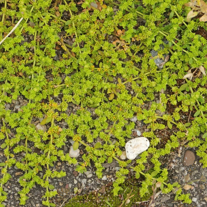 Herniaria-glabra-Połonicznik-3.jpg