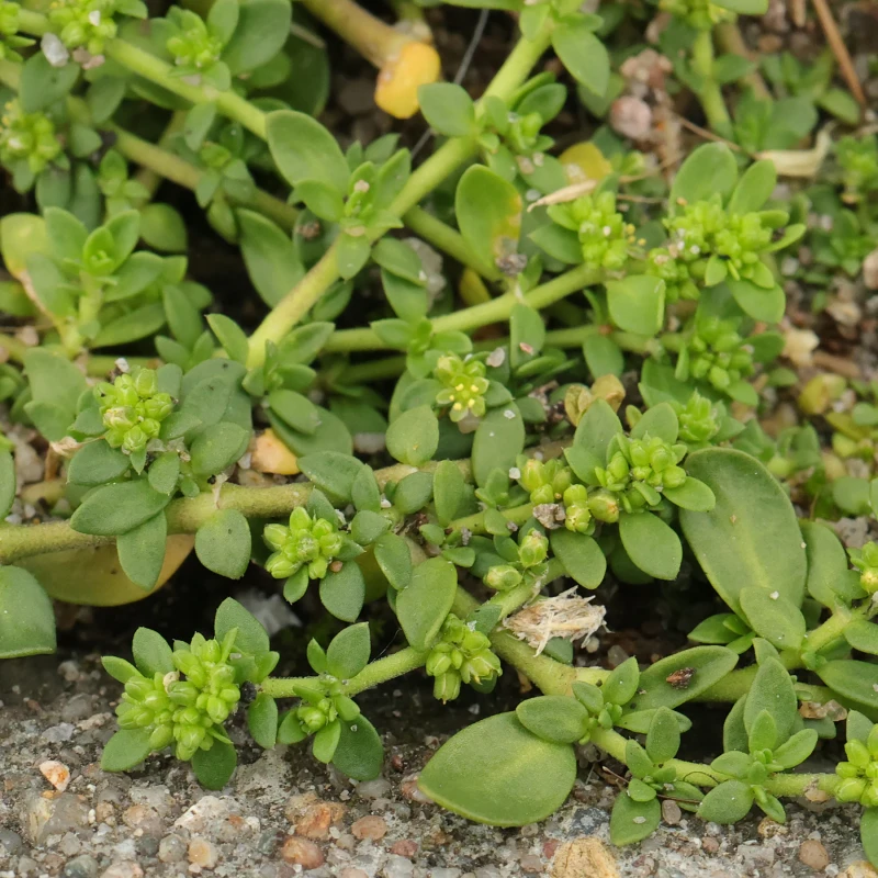 Herniaria-glabra-Połonicznik-1.jpg