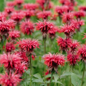 Monarda-Gardenview-Scarlet-pysznogłówka-5.jpg