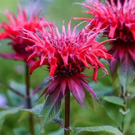 Monarda-Gardenview-Scarlet-pysznogłówka-4.jpg