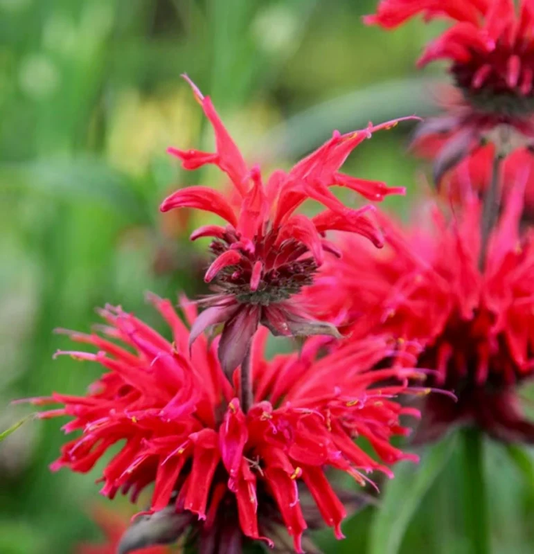 Monarda-Gardenview-Scarlet-pysznogłówka-3.jpg