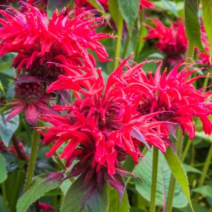Monarda-Gardenview-Scarlet-pysznogłówka-2.jpg