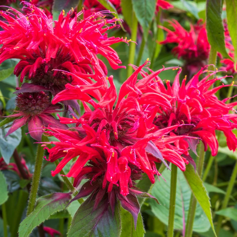 Monarda-Gardenview-Scarlet-pysznogłówka-2.jpg
