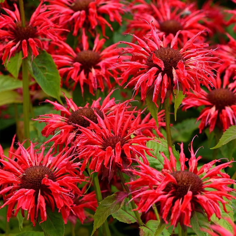 Monarda-Gardenview-Scarlet-1.jpg