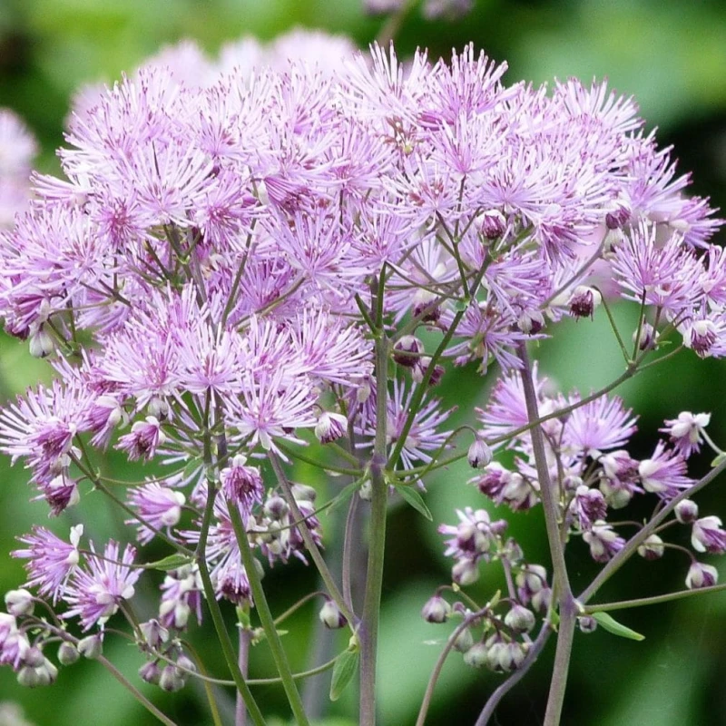 Thalictrum-aquilegifolium-rutewka-orlikolistna-5.jpg