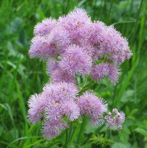 Thalictrum-aquilegifolium-rutewka-orlikolistna-4.jpg