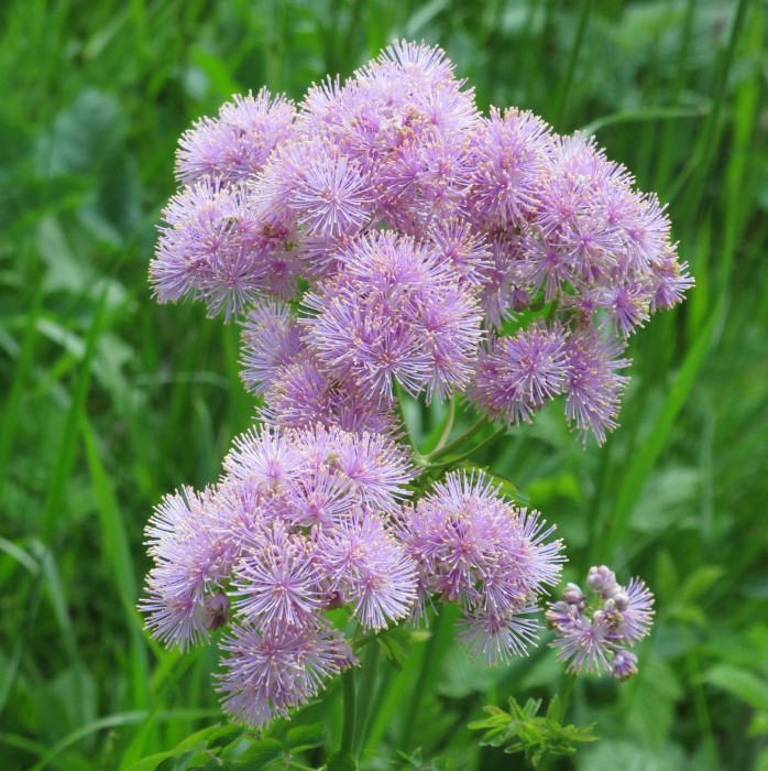 Thalictrum-aquilegifolium-rutewka-orlikolistna-4.jpg