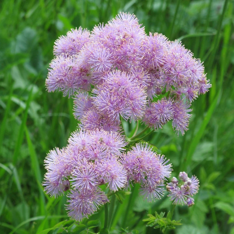 Thalictrum-aquilegifolium-rutewka-orlikolistna-4.jpg