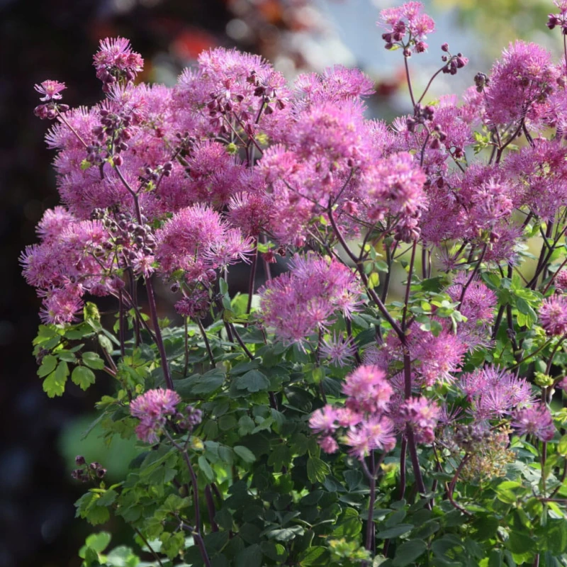 Thalictrum-aquilegifolium-rutewka-orlikolistna-3.jpg