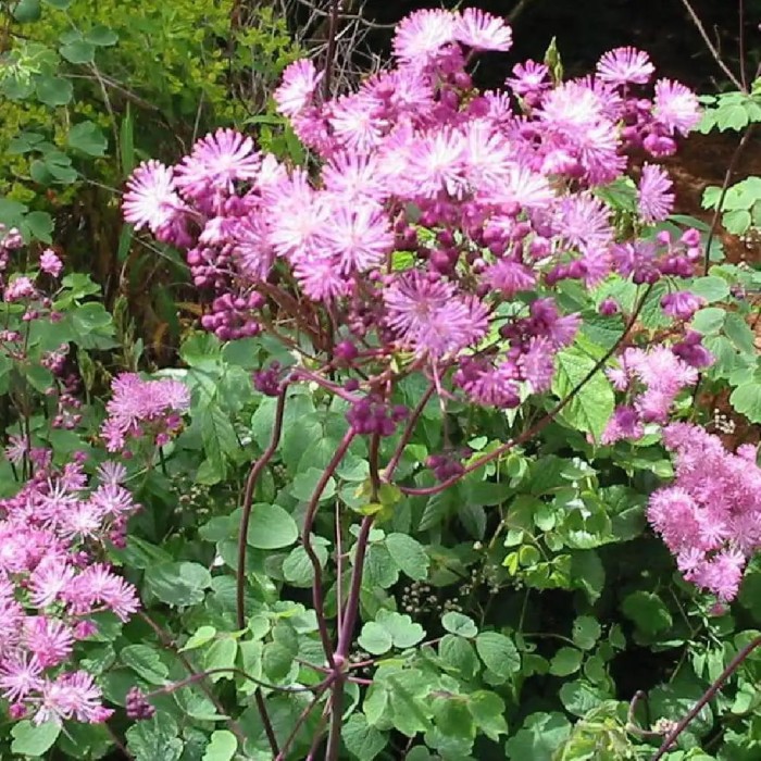 Thalictrum-aquilegifolium-rutewka-orlikolistna-2.jpg