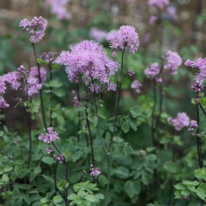 Thalictrum-aquilegifolium-rutewka-orlikolistna-1.jpg