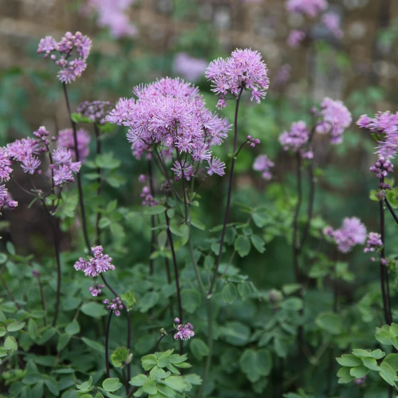 Thalictrum-aquilegifolium-rutewka-orlikolistna-1.jpg