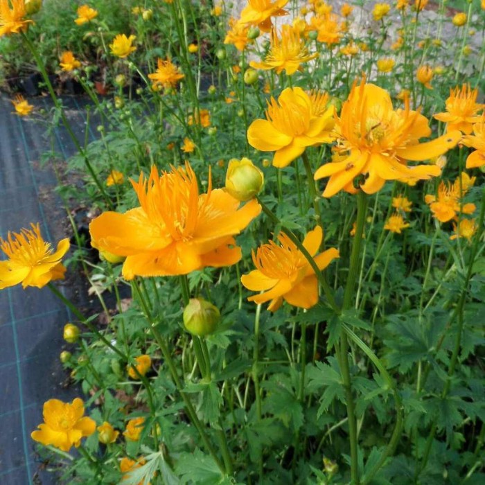 Trollius-chinensis-Golden-Queen-PEŁNIK-CHIŃSKI-4.jpg