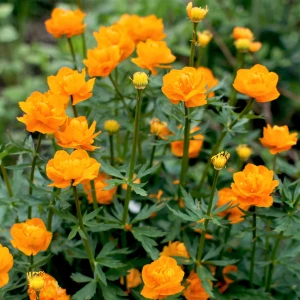 Trollius-chinensis-Golden-Queen-PEŁNIK-CHIŃSKI-3.jpg