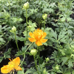 Trollius-chinensis-Golden-Queen-PEŁNIK-CHIŃSKI-2.jpg