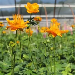 Trollius-chinensis-Golden-Queen-PEŁNIK-CHIŃSKI-1.jpg