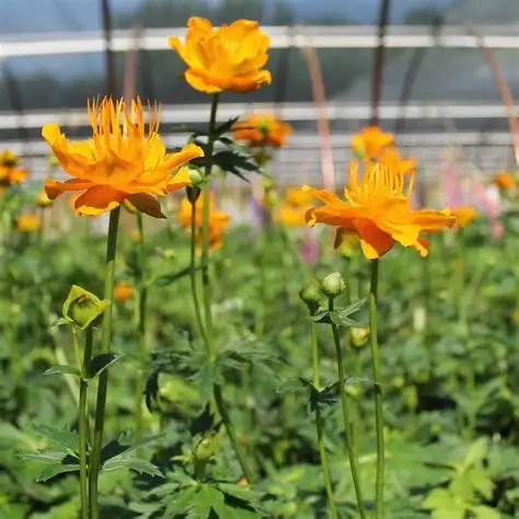 Trollius-chinensis-Golden-Queen-PEŁNIK-CHIŃSKI-1.jpg