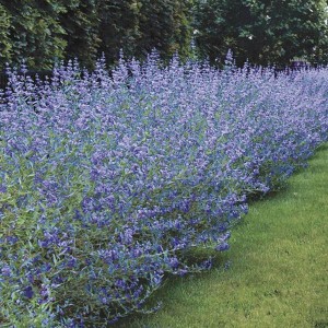 Barbula-Heavenly-Blue-1.jpg