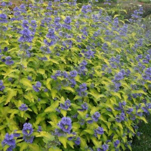 caryopteris-clandonensis-worcester-gold-BARBULA-4.jpg